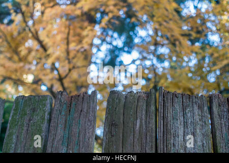 Ein Zeder Zaun steht vor einem japanischen Ahorn-Baum im Herbst. Schuss in Burien, Washington aufgenommen. Stockfoto