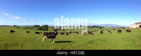 Milchkühe im Fahrerlager, Neuseeland Stockfoto