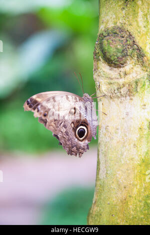 schöne tropische braun mit schwarzen Kreisen schillernder Schmetterling benannt Morpho Peleides, Familie Nymphalidae, auch bekannt als Blue Morpho Peleides, C Stockfoto