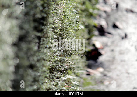 Leuchtend grün Stockfoto