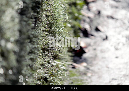 Leuchtend grün Stockfoto