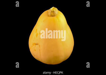 Gelber Kürbis oder Kürbis, isoliert auf schwarz (Cucurbita Moschata) Stockfoto