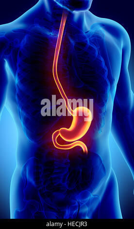 3D Darstellung der Magen, Teil des Verdauungssystems, Anatomie Detail. Stockfoto