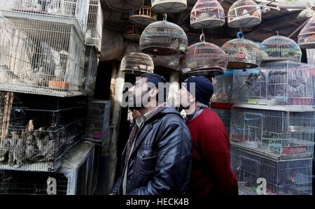 Kabul, Afghanistan. 19. Dezember 2016. Afghanischen Männer betrachten Vögel zum Verkauf an einen Vogel Shop bei der Koch-i-Kah-Faroshi (Stroh Street) in Kabul, Hauptstadt von Afghanistan, 19. Dezember 2016. Die schmalen Koch-i-Kah-Faroshi in der Altstadt von Kabul ist berühmt für liefert verschiedene Arten von heimischen Vogel Haustiere in Afghanistan. © Rahmat Alizadah/Xinhua/Alamy Live-Nachrichten Stockfoto