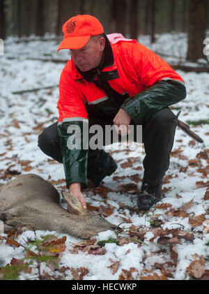 Göhrde, Deutschland. 15. November 2016. Hunter Peter Pabel prüft ein totes Reh in Göhrde, Deutschland, 15. November 2016. Foto: Philipp Schulze/Dpa/Alamy Live News Stockfoto