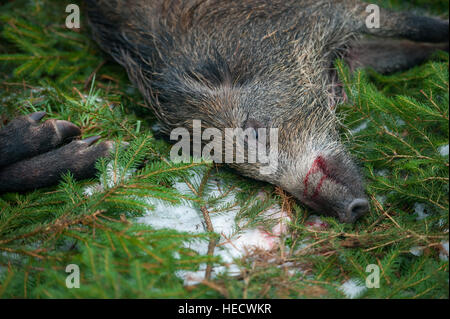 Göhrde, Deutschland. 15. November 2016. Ein totes Wildschwein liegt auf dem Waldboden in Göhrde, Deutschland, 15. November 2016. Foto: Philipp Schulze/Dpa/Alamy Live News Stockfoto