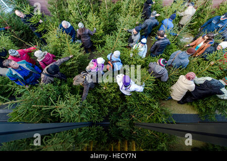 Vrchlabi, Tschechische Republik. 20. Dezember 2016. Weihnachtsbäume, angebaut unter Zertifikat FSC (Forest Stewardship Council) im Riesengebirge-Wälder, werden vor der kommenden Weihnachten in Vrchlabi, Tschechische Republik, am Dienstag, 20. Dezember 2016 verkauft. © David Tanecek/CTK Foto/Alamy Live-Nachrichten Stockfoto