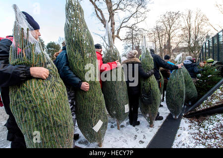 Vrchlabi, Tschechische Republik. 20. Dezember 2016. Weihnachtsbäume, angebaut unter Zertifikat FSC (Forest Stewardship Council) im Riesengebirge-Wälder, werden vor der kommenden Weihnachten in Vrchlabi, Tschechische Republik, am Dienstag, 20. Dezember 2016 verkauft. © David Tanecek/CTK Foto/Alamy Live-Nachrichten Stockfoto