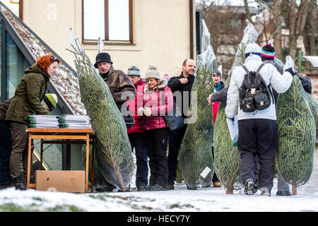 Vrchlabi, Tschechische Republik. 20. Dezember 2016. Weihnachtsbäume, angebaut unter Zertifikat FSC (Forest Stewardship Council) im Riesengebirge-Wälder, werden vor der kommenden Weihnachten in Vrchlabi, Tschechische Republik, am Dienstag, 20. Dezember 2016 verkauft. © David Tanecek/CTK Foto/Alamy Live-Nachrichten Stockfoto