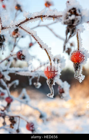 Hagebutten von der wilden Rose oder stachelige Rose Rosa Acicularis Pflanze in Schnee und Eis Kristallen bedeckt Stockfoto