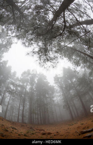 Kanarische Kiefernwald, Pinus Canariensis, Teneriffa, Kanarische Inseln, Spanien Stockfoto