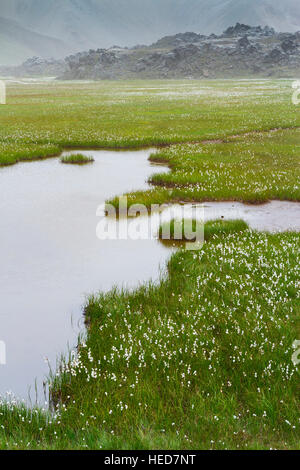 Gemeinsamen Wollgras (Wollgras Angustifolium) in Feuchtgebieten. Landmannalaugar Region.  Hochland. Island, Europa. Stockfoto