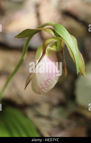 Pink Lady-Pantoffel [Cypripedium Acaule]. Pennsylvania, USA Stockfoto