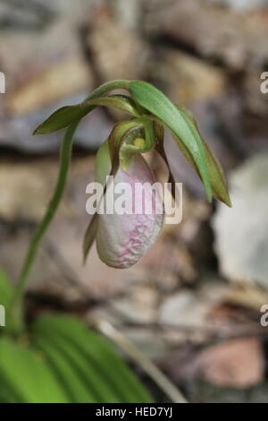 Pink Lady-Pantoffel [Cypripedium Acaule]. Pennsylvania, USA Stockfoto