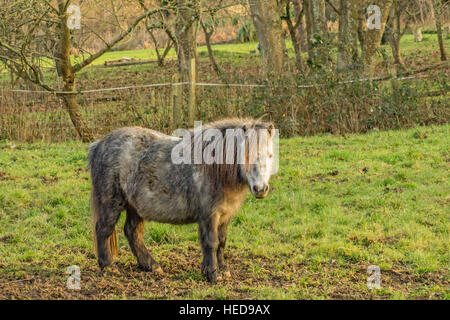 Kleines Pferd mit einem langen Fransen über einem Auge in einem schlammigen Feld Stockfoto