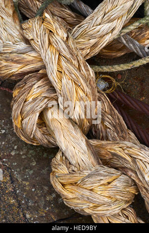 In alten Seil verknoten.  Castlehill Hafen, Castletown, Caithness, Schottland Stockfoto