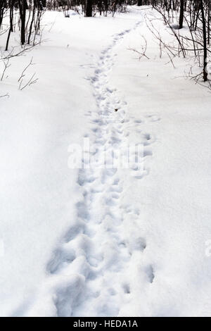 menschliche Spuren im frischen Schnee im Wald Wintertag Stockfoto