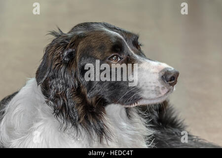 Ein Border-Collie entspannt ruhig drinnen ruhig blickte auf seinen Besitzer. Stockfoto