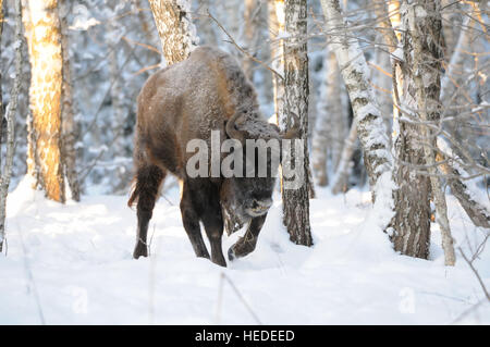 Der Europäische Bison (Wisent, Bison Bonasus) im Winterwald. Nationalpark Ugra, Region Kaluga, Russland. Dezember 2016 Stockfoto