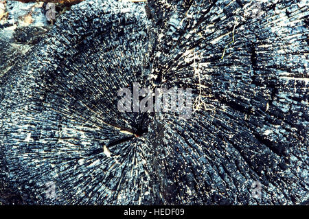 verbrannte Baumstamm, den schwarzen Hintergrund von verbranntem Holz Stockfoto