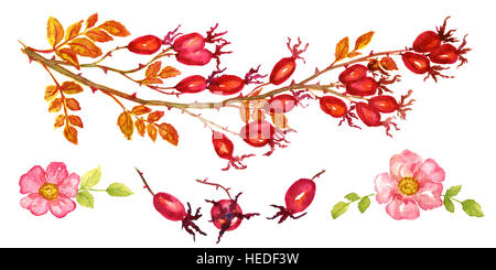 Zweig rose hips mit Beeren und Blüten, isolierte Gruppe Handgemalten Aquarell Abbildung Stockfoto