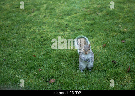 Eichhörnchen stehen auf dem Rasen in einem Park in London Stockfoto