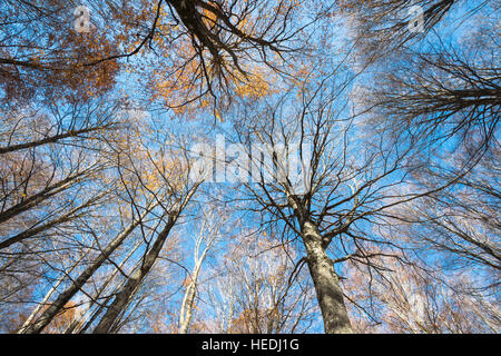 Bunter Herbst Baumkronen von einem Buchenwald auf einem blauen Himmelshintergrund Stockfoto
