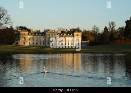 Ein Schwan auf dem See an der Woburn Abbey Stockfoto