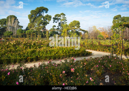 Rosaleda (Rosengarten) im Park Parque. Madrid. Spanien. Stockfoto