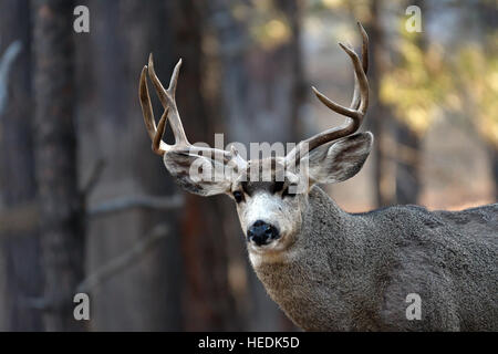 Mule Deer buck mit Wald-Hintergrund.  Nahaufnahme des Porträts von Kopf und Geweih. Flagstaff, Arizona Stockfoto