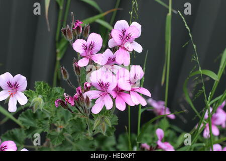 Nahaufnahme von Pelargonium Citrosum oder bekannt als Mosquito Repellant Pflanze oder Citronella Pflanze Stockfoto