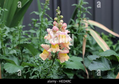 Löwenmäulchen oder bekannt als Antirrhinum oder Löwenmaul, Löwenmäulchen Stockfoto