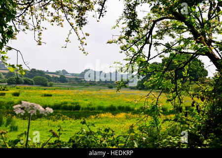 Topsham ist immer wünschenswert und qualitativ hochwertigen Wohnstandort geworden. Es ist eine attraktive Stadt auf die Exe-estuary.UK Stockfoto