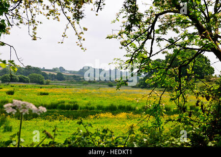 Topsham ist immer wünschenswert und qualitativ hochwertigen Wohnstandort geworden. Es ist eine attraktive Stadt auf die Exe-estuary.UK Stockfoto