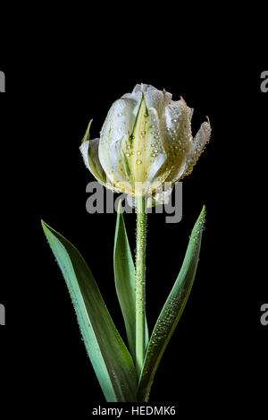 Fosteriana Typ Tulpe "Exotische Kaiser" Stockfoto