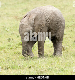 Ein junger afrikanischer Elefant Beweidung allein in offenes Grasland, Lewa Conservancy Kenia Afrika Stockfoto