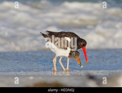 Amerikanischer Austernfischer und deren Küken auf Nahrungssuche an einem Strand in Florida Stockfoto