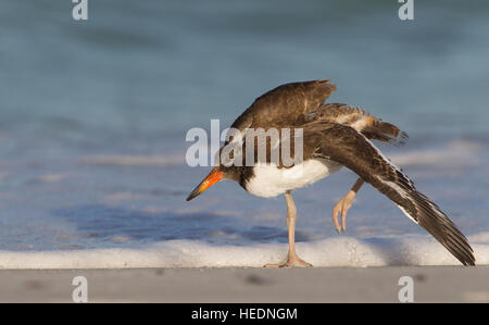 Amerikanischer Austernfischer Küken erstreckt sich seine Flügel an einem FL-Strand Stockfoto