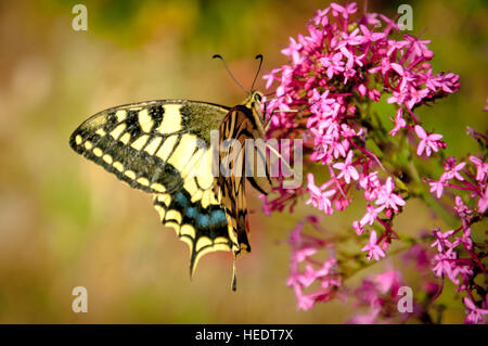 Schwalbenschwanz Art Schmetterling auf einer Baldrian-Blume in der Amalfi Küste, Italien. Stockfoto