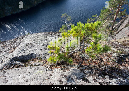 kleine Kiefer wächst auf Felsen Haukkavuori Rautjärvi Finnland Europa Stockfoto