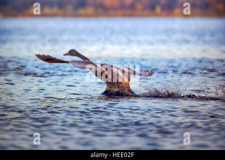 Singschwan wiegt bis zu 10 kg und es ist sehr schwierig, vom Wasser abheben. Run ist zehn Meter. Jungvogel Stockfoto