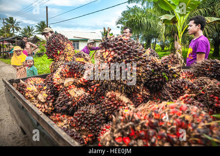 Menschen laden frisch geerntete Ölpalmenfrüchte auf einen Pick-up-Truck am Straßenrand in der Provinz Bengkulu, Sumatra, Indonesien. Stockfoto