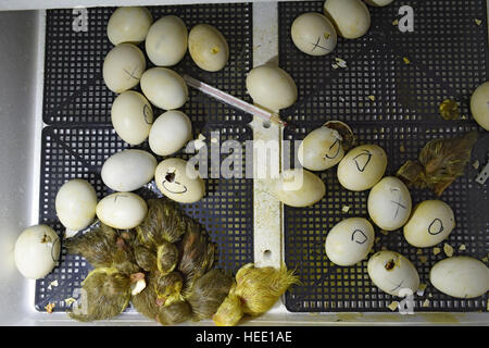 Ausbrüten von Eiern von Entenküken einer Moschus Ente im Inkubator. Anbau von Geflügel. Stockfoto