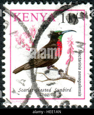 Kenia - ca. 1993: Eine Briefmarke gedruckt in Kenia, zeigt einen Vogel Scarlet-chested Sunbird (Chalcomitra Senegalensis), ca. 1993 Stockfoto