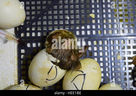 Ausbrüten von Eiern von Entenküken einer Moschus Ente im Inkubator. Anbau von Geflügel. Stockfoto