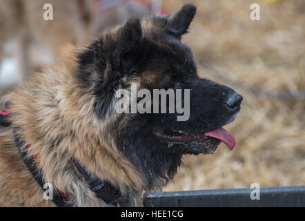 Chinesisch-Hund Stockfoto