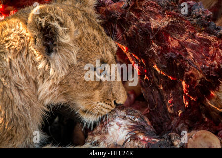 Löwenjunges Fütterung auf einen Büffel Kadaver im Kruger National Park, Südafrika. Stockfoto