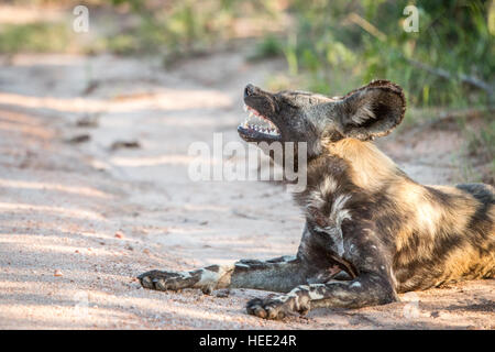 Afrikanischer Wildhund Gähnen im Kruger National Park, Südafrika. Stockfoto