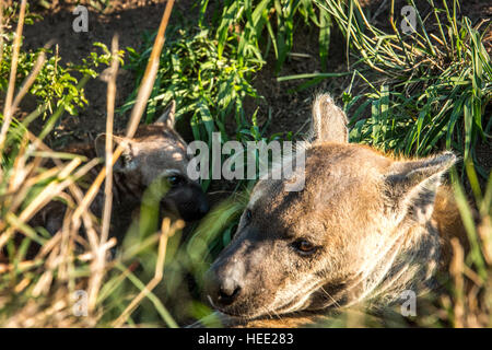 Verklebung von gefleckte Hyäne im Kruger National Park, Südafrika. Stockfoto