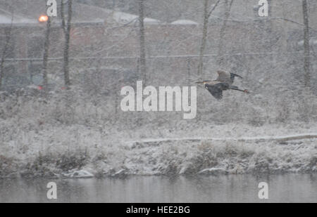 Wilde Reiher an einem See, winter Stockfoto